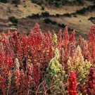 White Quinoa Chenopodium Quinoa 300 Seeds USA Seller