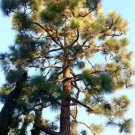 Pinus Canariensis Canary Island Pine 40 Seeds USA Seller Pinus Canariensis Canary Island Pine 40 Seeds USA Seller