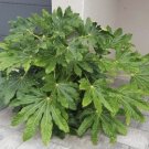 Fatsia Japonica Japanese Fatsia 20 Seeds USA Seller