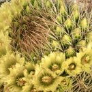 California Barrel Cactus Ferocactus Cylindraceus 100 Seeds USA Seller