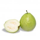 Creamy So Sweet Fragrant White Tropical Guava 20 Seeds USA Seller