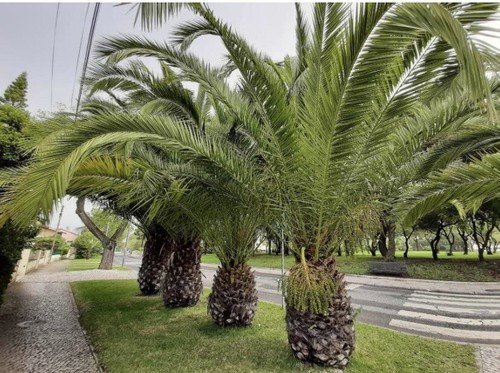 Canary Island Date Palm Phoenix Canariensis 10 Seeds USA Seller