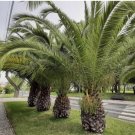 Canary Island Date Palm Phoenix Canariensis 10 Seeds USA Seller