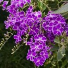 Duranta Erecta Golden Dewdrop Pigeon Berry 25 Seeds USA Seller