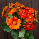 Orange Mexican Sunflower Tithonia Rotundifolia 50 Seeds USA Seller