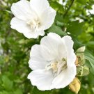 White Chiffon Rose Of Sharon Hibiscus Syriacus 20 Seeds USA Seller