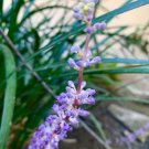 Lilyturf Liriope Muscari Big Blue Lilyturf Border Grass 15 Seeds USA Seller Lilyturf Liriope Muscari Big Blue Lilyturf Border Grass 15 Seeds USA Seller