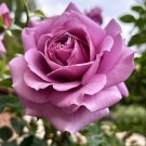 Blue Moon Rose Hybrid Tea Rose Large Purple Fragrance 10 Seeds USA Seller Blue Moon Rose Hybrid Tea Rose Large Purple Fragrance 10 Seeds USA Seller