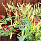Hot Crunchy White Eagle Claw Chili Pepper 30 Seeds USA Seller Hot Crunchy White Eagle Claw Chili Pepper 30 Seeds USA Seller