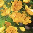 Senna Bicapsularis Rambling Senna Winter Cassis 30 Seeds USA Seller