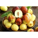 Jujube Ziziphus Jujuba 10 Seeds USA Seller