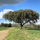 Holm Oak Evergreen Oak Quercus Ilex 15 Accorns USA Seller