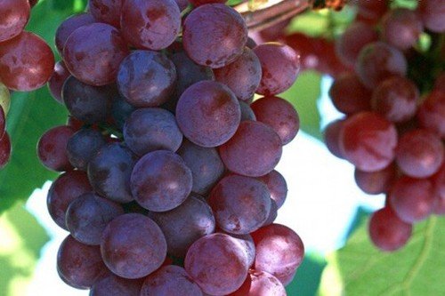 Sweet Red Globe Grape 25 Seeds USA Seller