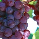 Sweet Red Globe Grape 25 Seeds USA Seller Sweet Red Globe Grape 25 Seeds USA Seller