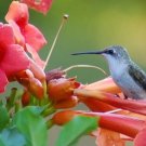 Red Trumpet Creeper Hummingbird Vine Campsis Radicans 50 Seeds USA Seller