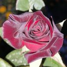 Black Baccara Rose 5 Cuttings For Planting USA Seller