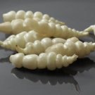 Chinese Artichoke Stachys Affinis Crosne 3 Small Plants 3 6 Inches USA Seller