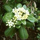 Japanese Cheesewood Pittosporum Tobira Japanese Mock Orange 30 Seeds USA Seller