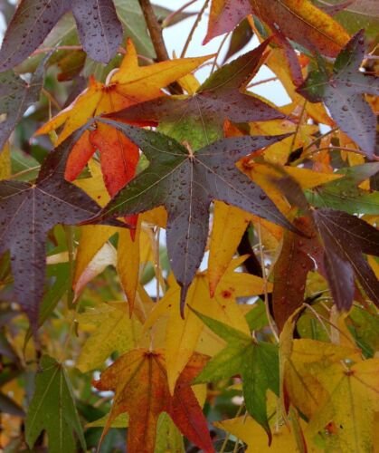 Liquidambar Styraciflua American Sweet Gum 60 Seeds USA Seller