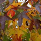 Liquidambar Styraciflua American Sweet Gum 60 Seeds USA Seller Liquidambar Styraciflua American Sweet Gum 60 Seeds USA Seller