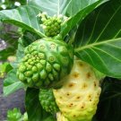 Noni Morinda Citrifolia 50 Seeds USA Seller