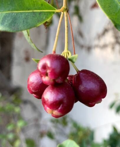 Magenta Lilly Pilly Magenta Cherry 10 Seeds USA Seller