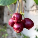 Magenta Lilly Pilly Magenta Cherry 10 Seeds USA Seller Magenta Lilly Pilly Magenta Cherry 10 Seeds USA Seller