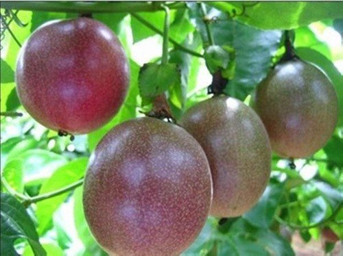 Organic Purple Passion Fruit Passiflora Edulis 40 Seeds USA Seller