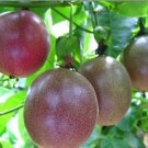Organic Purple Passion Fruit Passiflora Edulis 40 Seeds USA Seller Organic Purple Passion Fruit Passiflora Edulis 40 Seeds USA Seller
