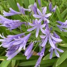 Purple Lily Of The Nile Agapanthus African Lily 30 Seeds USA Seller