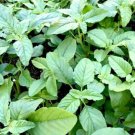 Green Amaranth 300 Seeds Rau Den USA Seller