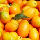 Nagami Kumquat 12 Seeds USA Seller Nagami Kumquat 12 Seeds USA Seller