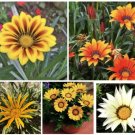 Gazania Splendens Mix 50 Seeds USA Seller