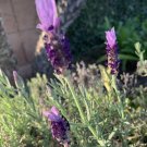 Spanish Lavender Topped Lavender Lavandula Stoechas 50 Seeds USA Seller Spanish Lavender Topped Lavender Lavandula Stoechas 50 Seeds USA Seller
