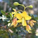 Mexican Holdback Erythrostemon Mexicanus 20 Seeds USA Seller