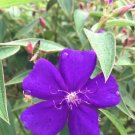 Princess Flower Pleroma Urvilleanum Tibouchina Urvilleana 500 Seeds USA Seller Princess Flower Pleroma Urvilleanum Tibouchina Urvilleana 500 Seeds USA Seller