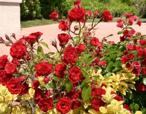 Red Drift Rose Groundcover 15 Seeds USA Seller