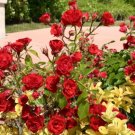 Red Drift Rose Groundcover 15 Seeds USA Seller Red Drift Rose Groundcover 15 Seeds USA Seller