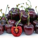 Dark Red Bing Cherry Prunus Avium 20 Seeds USA Seller