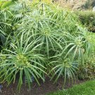 Cyperus Alternifolius Umbrella Palm Umbrella Sedge 100 Seeds USA Seller