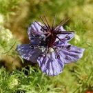 Spanish Fennelflower Nigella H Ornate Blooms 50 Seeds USA Seller