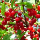Nanking Cherry Prunus Tomentosa 5 Seeds: 2Yr Edible Fruit Bush USA Seller
