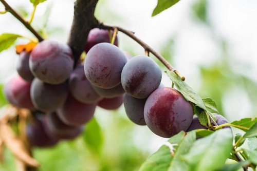 Beach Plum Seeds Prunus Maritima 10 Pre Stratified Seeds USA Seller