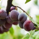 Beach Plum Seeds Prunus Maritima 10 Pre Stratified Seeds USA Seller Beach Plum Seeds Prunus Maritima 10 Pre Stratified Seeds USA Seller
