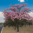 Pink Trumpet Tree Tabebula Rosea Pre Stratified 15 Seeds USA Seller