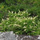 Mountain Pepper Bush Clethra Acuminata 30 Seeds USA Seller