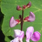Wild Pea Vine Organic Dolichos Biflorus 25 Seeds USA Seller