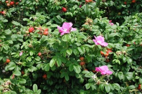Seaside Pink Rose Fruiting Shrub Rosa Rugosa 30 Seeds USA Seller