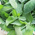 Spearmint Mentha Spicata 100 Seedsus USA Seller