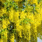 Golden Chain Tree Laburnum Alpinum 20 Seedsus Seeds USA Seller